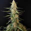 Original Auto Sour Diesel (FastBuds) feminized
