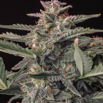 Original Auto White Widow (FastBuds) feminized