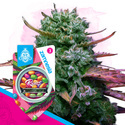 Runtz (Zamnesia Seeds) feminized