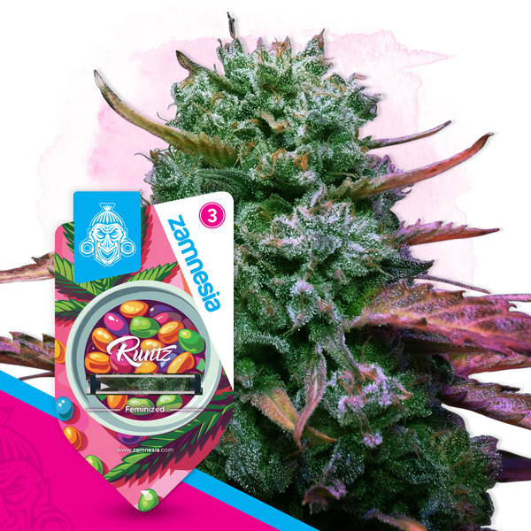 Runtz (Zamnesia Seeds) feminized