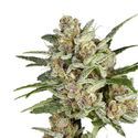 Super Mad Sky Floater (Super Sativa Seed Club) feminized