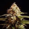 La Blanca (Kannabia) feminized