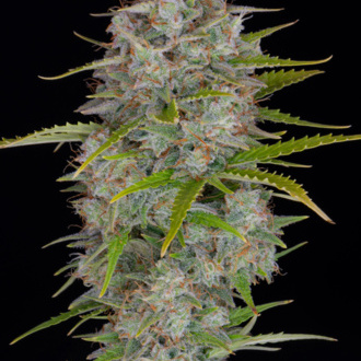 Orange Sherbet Auto (FastBuds) feminized