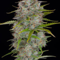 Orange Sherbet Auto (FastBuds) feminized