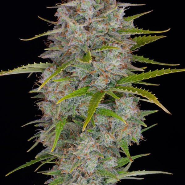 Orange Sherbet Auto (FastBuds) feminized