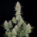 Wedding Cheesecake Auto (FastBuds) feminized