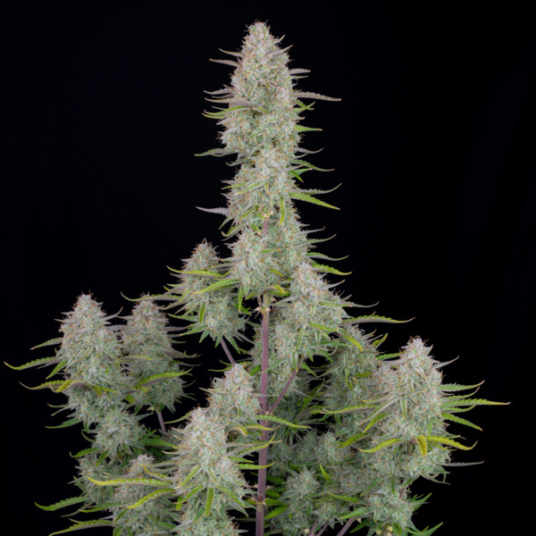 Wedding Cheesecake Auto (FastBuds) feminized