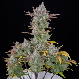 Gorilla Cookies Auto (FastBuds) feminized