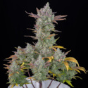Gorilla Cookies Auto (FastBuds) feminized