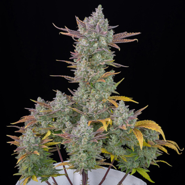 Gorilla Cookies Auto (FastBuds) feminized