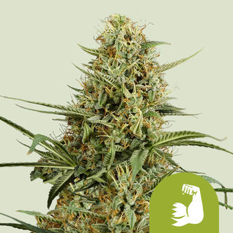 HulkBerry Autoflower (Royal Queen Seeds) feminized