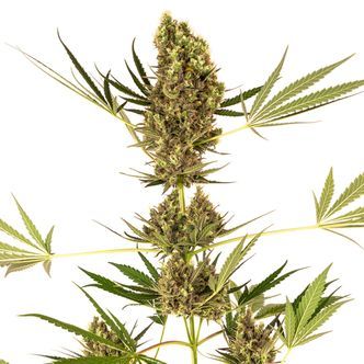 Alpine Delight CBD Autoflower (Sensi Seeds) feminized