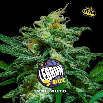 Lebron Haze XXL Auto (BSF Seeds) feminized