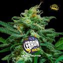Lebron Haze XXL Auto (BSF Seeds) feminized