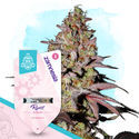 Runtz Autoflower (Zamnesia Seeds) feminized