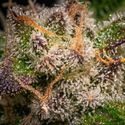 Runtz Autoflower (Zamnesia Seeds) feminized