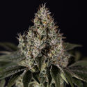 Runtz Autoflower (Zamnesia Seeds) feminized