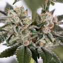 Runtz Autoflower (Zamnesia Seeds) feminized