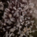 Runtz Autoflower (Zamnesia Seeds) feminized