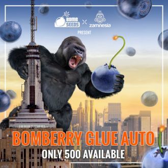 Bomberry Glue Auto (Bomb Seeds x Zamnesia) feminized