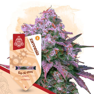 Do-Si-Dos Autoflower (Zamnesia Seeds) feminized