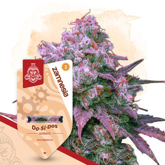 Do-Si-Dos Autoflower (Zamnesia Seeds) feminized