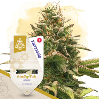 Wedding Cake Autoflower (Zamnesia Seeds) feminized
