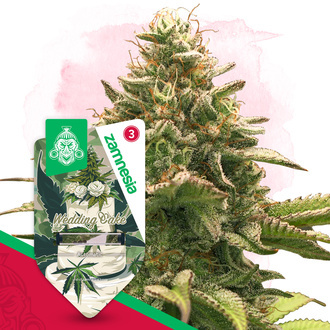 Wedding Cake Autoflower (Zamnesia Seeds) feminized