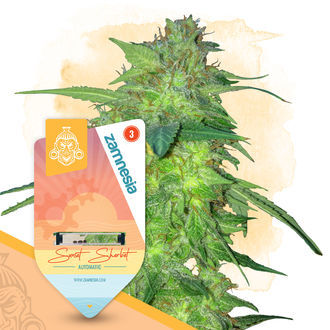 Sunset Sherbet Autoflower (Zamnesia Seeds) feminized