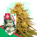 Wedding Cake (Zamnesia Seeds) feminized