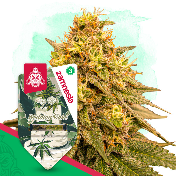 Wedding Cake (Zamnesia Seeds) feminized