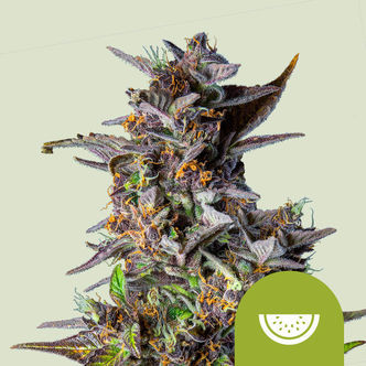 Watermelon Autoflower (Royal Queen Seeds) feminized