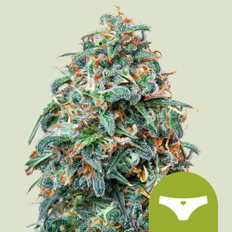 Sherbet Queen Autoflower (Royal Queen Seeds) feminized