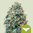 Sherbet Queen Autoflower (Royal Queen Seeds) feminized