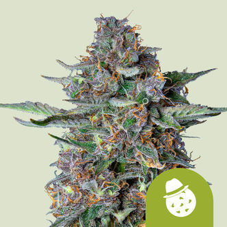 Do-Si-Dos Autoflower (Royal Queen Seeds) feminized