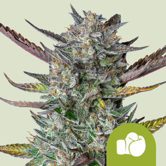 Purple Punch Autoflower (Royal Queen Seeds) feminized