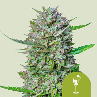 Mimosa Autoflower (Royal Queen Seeds) feminized