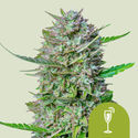 Mimosa Autoflower (Royal Queen Seeds) feminized