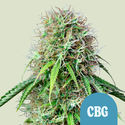 Royal CBG Autoflower (Royal Queen Seeds) feminized