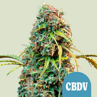 Royal CBDV Autoflower (Royal Queen Seeds) feminized