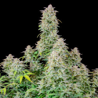 Forbidden Runtz Auto (FastBuds) feminized