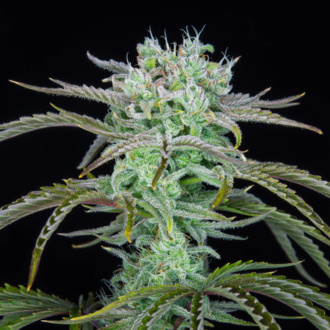 Strawberry Banana Auto (FastBuds) feminized