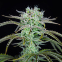 Strawberry Banana Auto (FastBuds) feminized