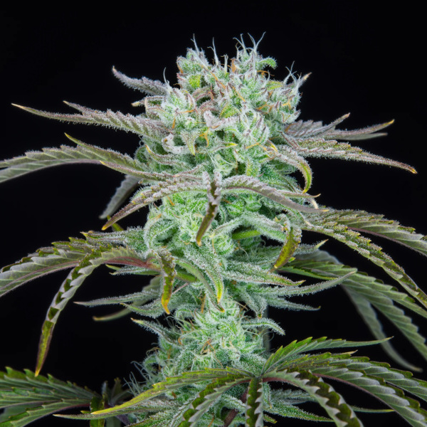 Strawberry Banana Auto (FastBuds) feminized