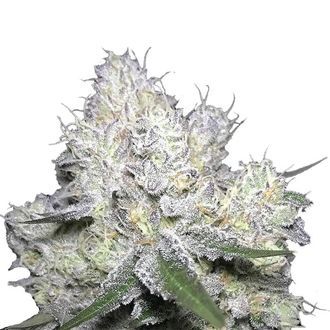 Weddingcake x Frosty Gelato (Growers Choice) feminized