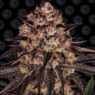 Biscotti Mintz (Barney's Farm) feminized