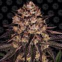Biscotti Mintz (Barney's Farm) feminized