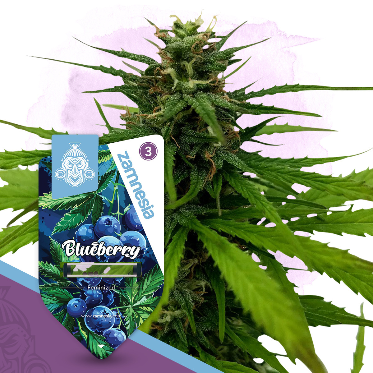 Blueberry Strain | Cannabis Seeds