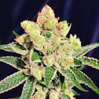 Banana Sherbet (The Kush Brothers) Feminized