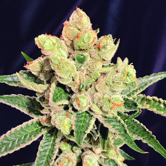 Banana Sherbet (The Kush Brothers) Feminized